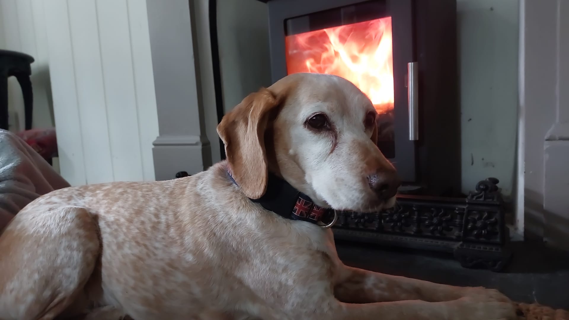 A dog resting by the woodburner at Gwynfryn House