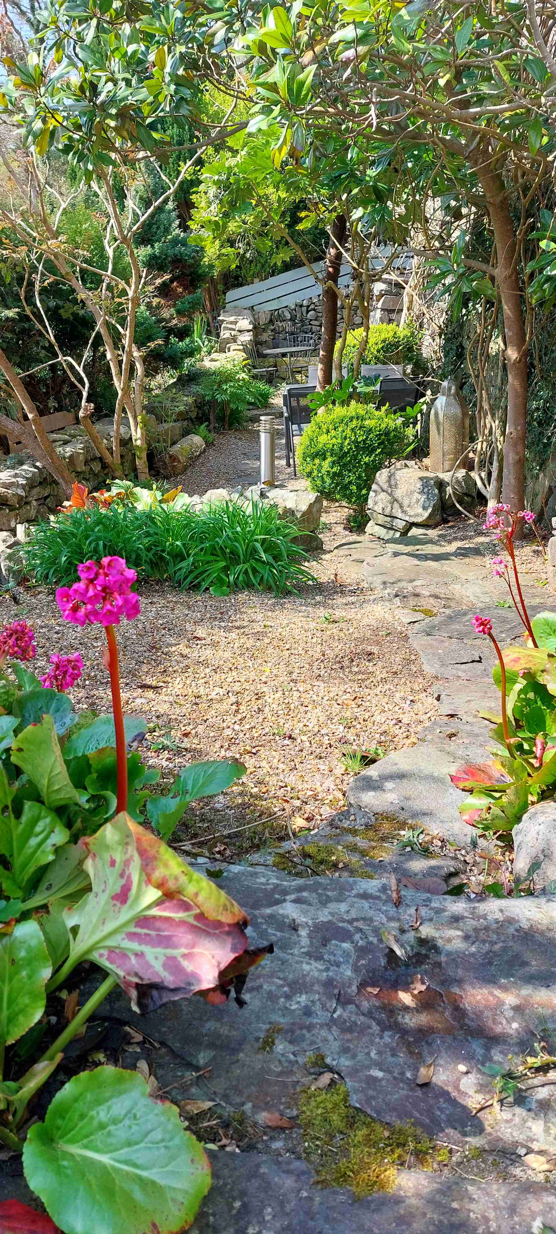 The terraced back garden at Gwynfryn House with spring flowers, gravel paths and dry-stone walls