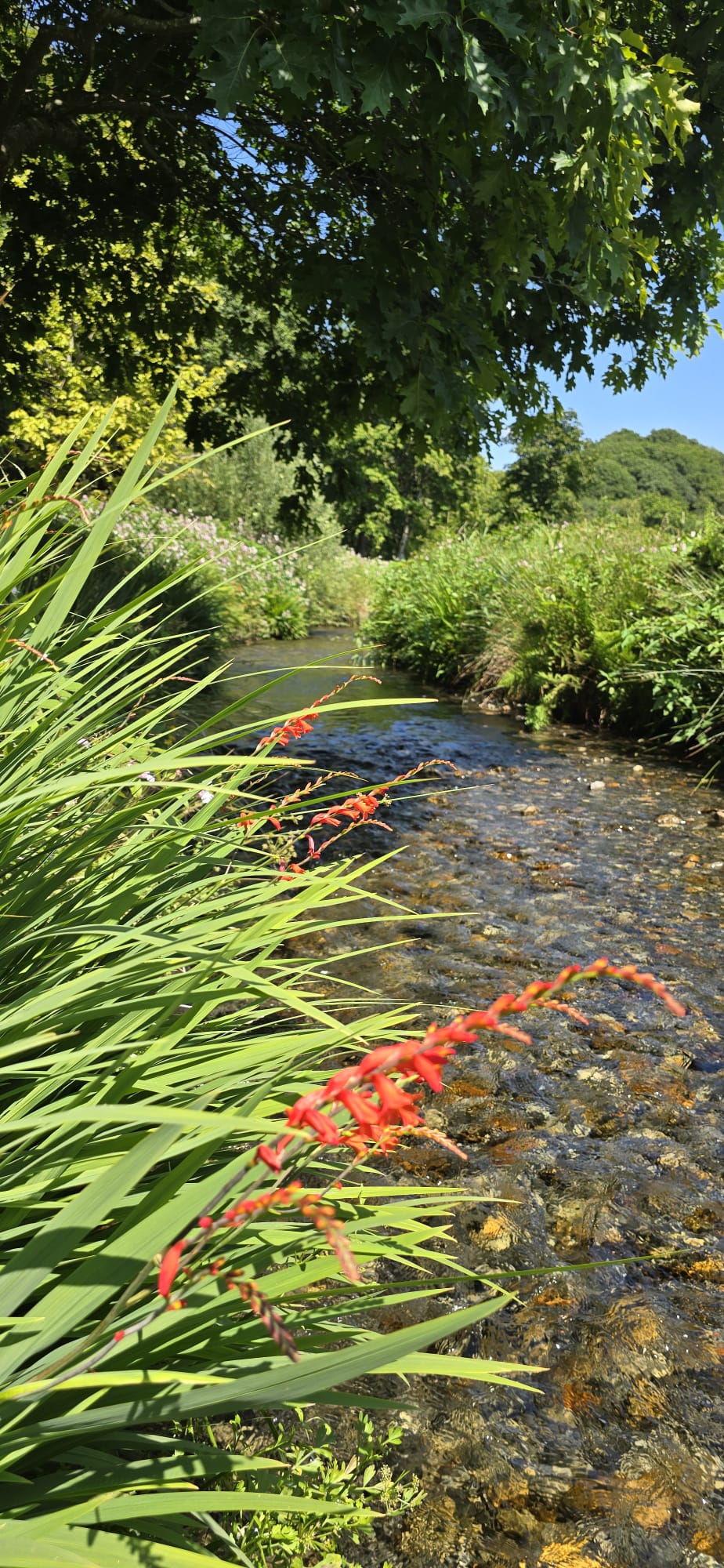 The River Artro running clear past the house